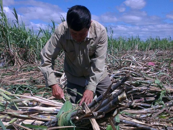 Công ty cổ phần trồng rừng Công nghiệp Gia Lai bị 'tuýt còi' về việc chặt bỏ cây cao su trồng mía