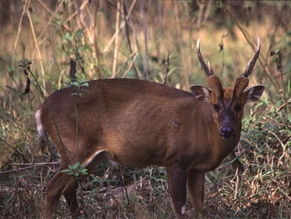 Phát hiện loại mang lớn hiếm có tại khu bảo tồn Sao La, tỉnh Thừa Thiên-Huế.