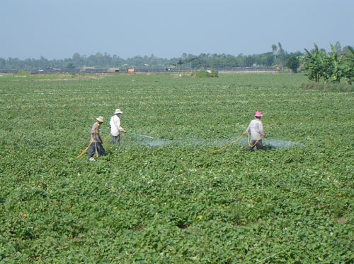 Vĩnh Long: Người Trung Quốc thu mua lá khoai lang
