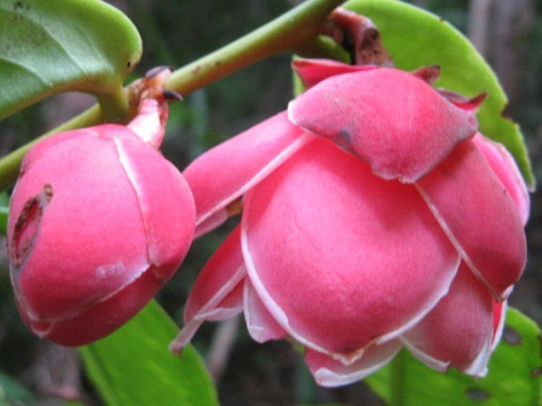 Tìm th&acirc;́y hoa Trà Mi Krempf tại Kh&aacute;nh H&ograve;a sau hơn 100 năm &ldquo;mất t&iacute;ch.&rdquo; (Ảnh chụp m&agrave;n h&igrave;nh) 