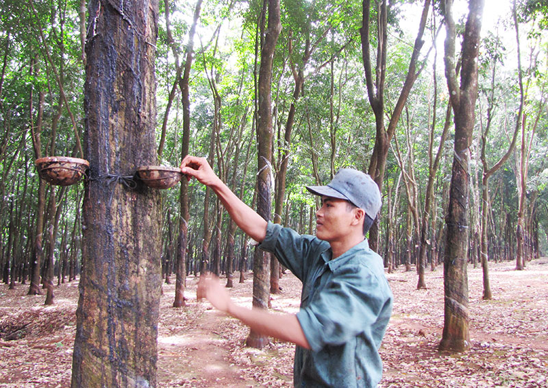 Nông trường 2 tận thu mủ tạp cao nhất cao su Lộc Ninh