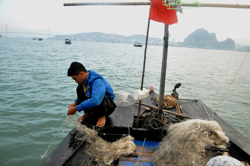 mùa xuân ở Sa Tô, Hạ Long