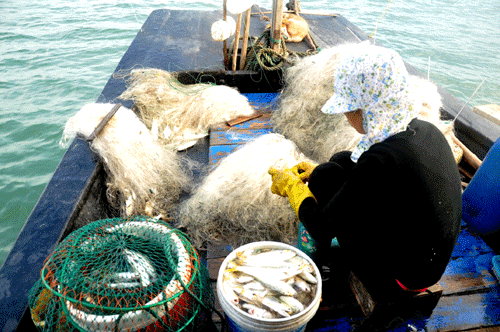 mùa xuân ở Sa Tô, Hạ Long