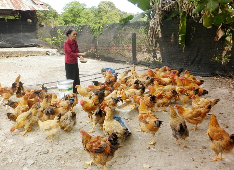 TỪ CA TỬ VONG DO CÚM A/H5N1 TẠI BÙ ĐĂNG: Mọi người cần chủ động tự bảo vệ