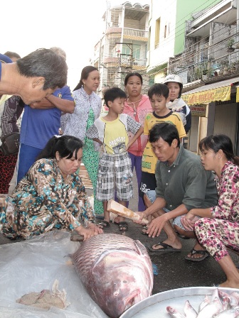 Nhiều người hiều kỳ đến xem cá hô đỏ