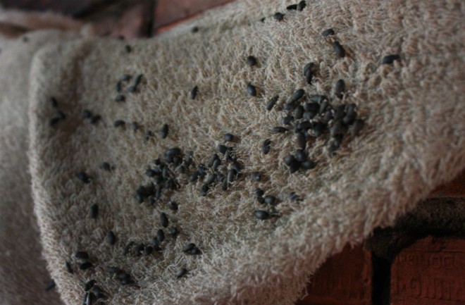 Bọ đậu đen tụ vào từng đống dày đặc, bò lổm ngổm trên nền nhà, góc tường, tủ đựng thức ăn, quần áo....