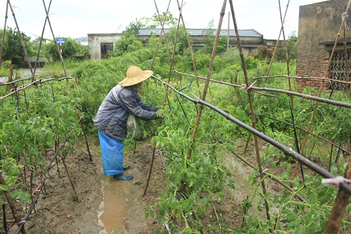 7 sào cà chua của gia đình ông Hải, ở phường Bàng La bị thiệt hại