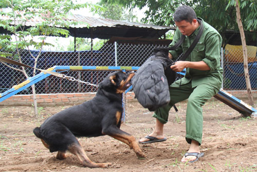 Nghề làm thân cho... chó cắn