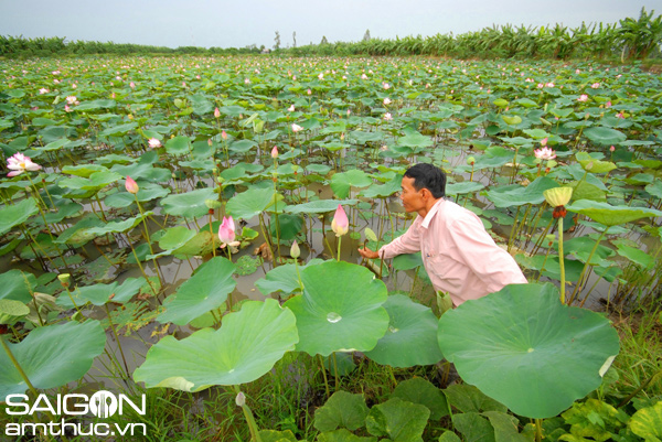 Ngoài việc đánh bắt cá tôm, nông dân còn trồng các loại hoa màu trong mùa lũ như rau nhút, sen, củ ấu…  để tăng thu nhập gia đình