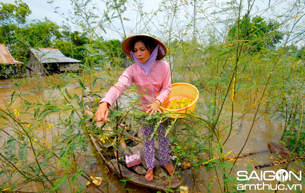 Chị Thái Thị Bé Sáu, ở xã Khánh An , huyện An Phú – An Giang, lũ về mỗi ngày đi hái bông điên điển  bán thu nhập từ 50.000 - 60.000đ/ngày. Giá 1kg bông điên điển từ 25.000 - 30.000đ.