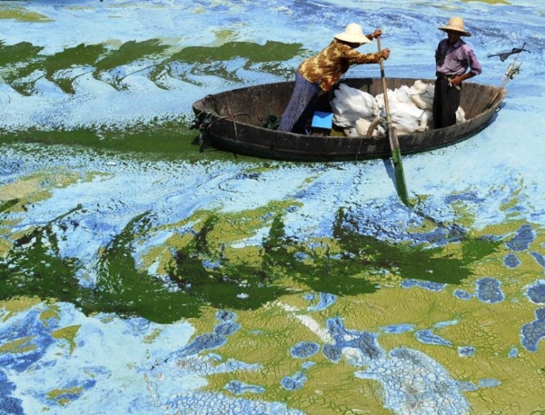 Hồ nước Hợp Phì với bề mặt được phủ kín bởi các chất gây ô nhiễm và tảo độc. 