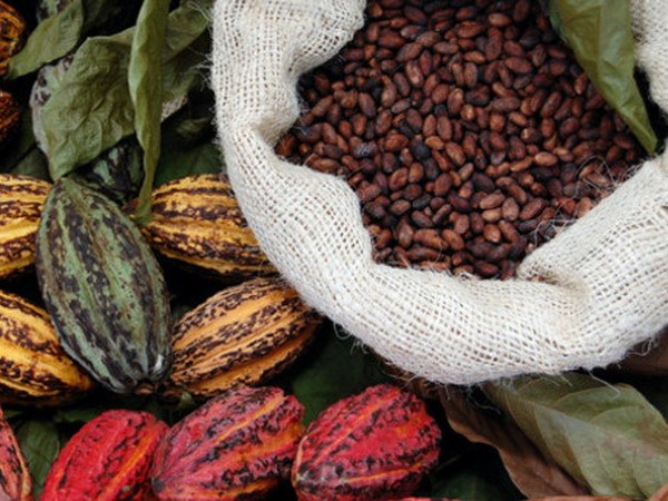 Flavanols trong cacao giúp cải thiện suy giảm trí nhớ do tuổi già