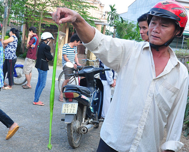 Người dân Quảng Ngãi tìm diệt rắn lục đuôi đỏ - Ảnh: Trần Mai