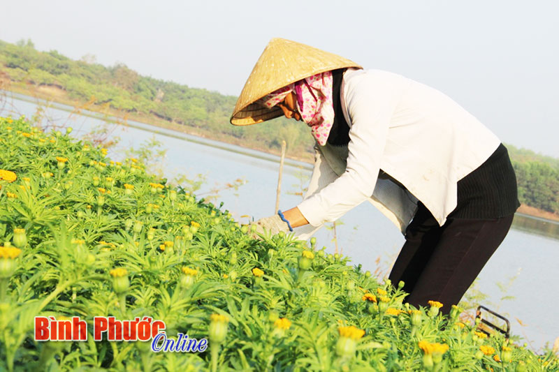 “Nét xuân bên hồ” - Nụ cười hạnh phúc của ông Phạm Thái với vụ hoa tết bội thu. Từ sáng sớm ngày 23 tháng Chạp năm Giáp Ngọ, gia đình ông Thái đã tất bật nhổ hoa kịp cung ứng cho khách hàng khắp nơi đặt mua