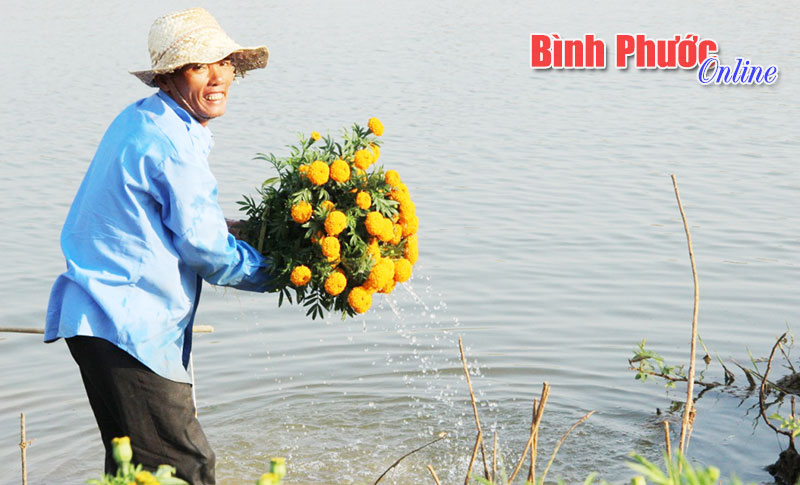 “Nét xuân bên hồ” - Nụ cười hạnh phúc của ông Phạm Thái với vụ hoa tết bội thu. Từ sáng sớm ngày 23 tháng Chạp năm Giáp Ngọ, gia đình ông Thái đã tất bật nhổ hoa kịp cung ứng cho khách hàng khắp nơi đặt mua