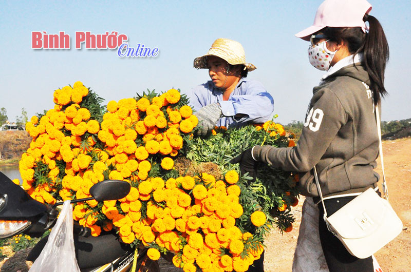 Giữa cái nắng vàng rực của buổi trưa, những bông cúc vạn thọ đua nhau khoe sắc được chất lên các phương tiện để đưa về các chợ bán lẻ 