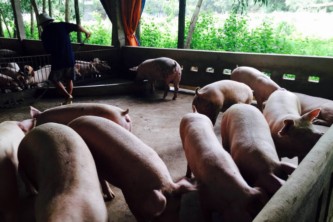 
			Một trại chăn nuôi heo lớn ở huyện Vĩnh Cửu, tỉnh Đồng Nai bị phát hiện có mẫu dương tính với chất tạo nạc - Ảnh: A Lộc
			