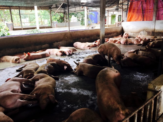 
			Một trại heo có mẫu xét nghiệm dương tính với chất tạo nạc - Ảnh: A Lộc
			