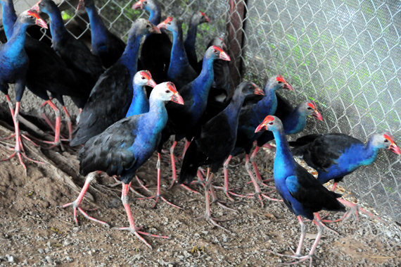 Ước tính mỗi tháng, từ mô hình gây nuôi này, anh Giáp cấp cho thị trường khoảng 1.000 chim trĩ các loại, 100 chim công giống và trưởng thành, 4.000 vịt trời thương phẩm…