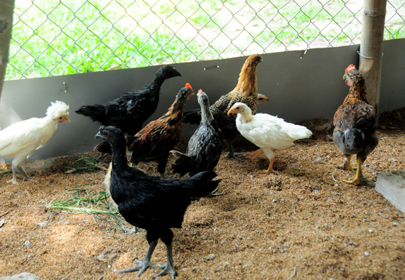 Hiện anh Giáp còn hỗ trợ, tư vấn về mô hình chim sinh sản, con giống  cho các cá nhân, tập thể, đặc biệt là bà con nông dân.