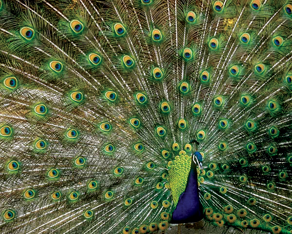 Chim Công Ấn Độ Hoặc Chim Công Xanh Một Loài Chim Lớn Và Có Màu Sắc Rực Rỡ  Là Một Loài Chim Công Có Nguồn Gốc Từ Nam Á Hình ảnh Sẵn