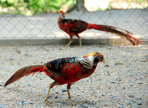 Loài chim trĩ lục - Quốc điểu của Nhật Bản.
