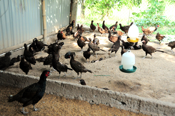 Những loài nuôi thương phẩm như: chim trĩ, chim công, vịt trời… được nhân giống rất nhiều để phục vụ các đơn vị, cá nhân, các khu sinh thái nuôi làm cảnh. Bình quân mỗi năm, Vườn chim Việt thu về khoảng 1,4 tỷ đồng.