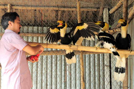 Anh Giáp chăm sóc những con chim Hồng Hoàng, loài chim quý đặc hữu ở Việt Nam.  Đây là loài chim được mô phỏng trong họa tiết những chiếc trống đồng Đông Sơn nổi tiếng.