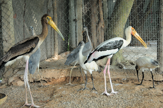 Những chú bồ nông tại Vườn chim Việt.