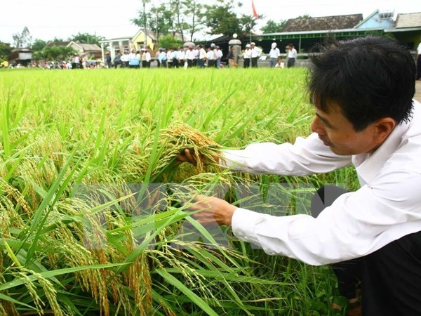 Ngành nông nghiệp giảm khoảng 100.000 ha đất trồng lúa năm nay