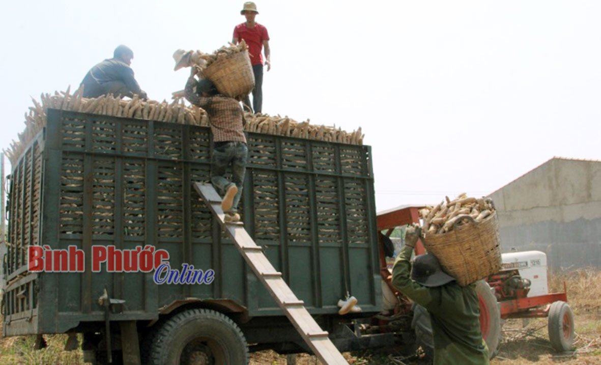1. Mỗi cần xé mì nặng 40-50kg, một xe kéo có thể chở khoảng 250 cần xé.