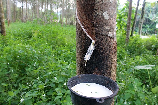 Giá cao su có xu hướng tăng