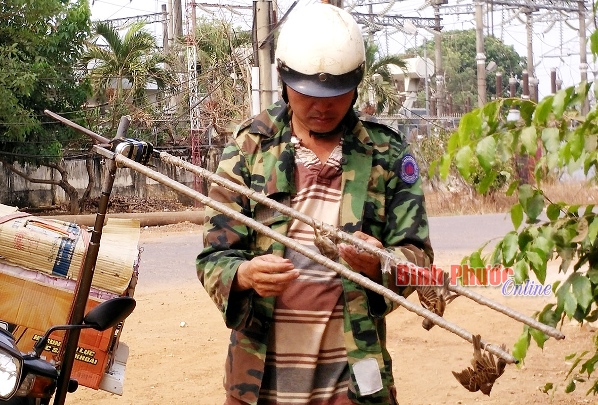 Nhiều kiểu tận diệt chim trời