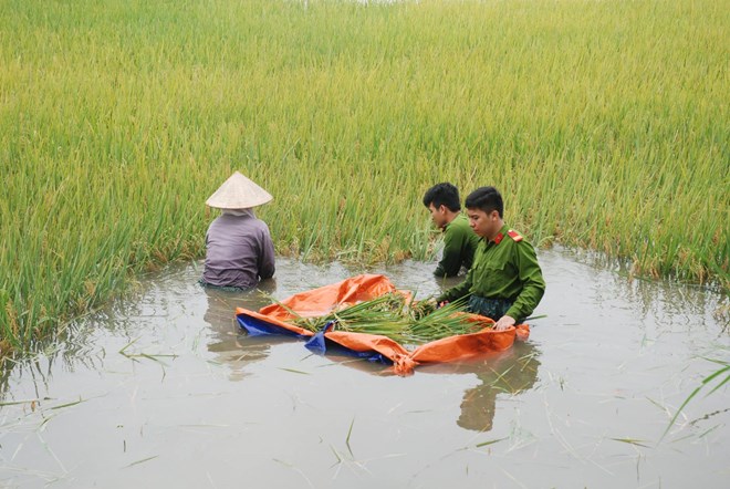 Quân dân như cá với nước 