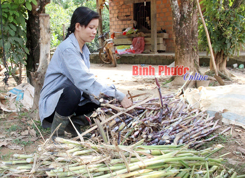 Đăng Hà chủ động ứng phó thiên tai