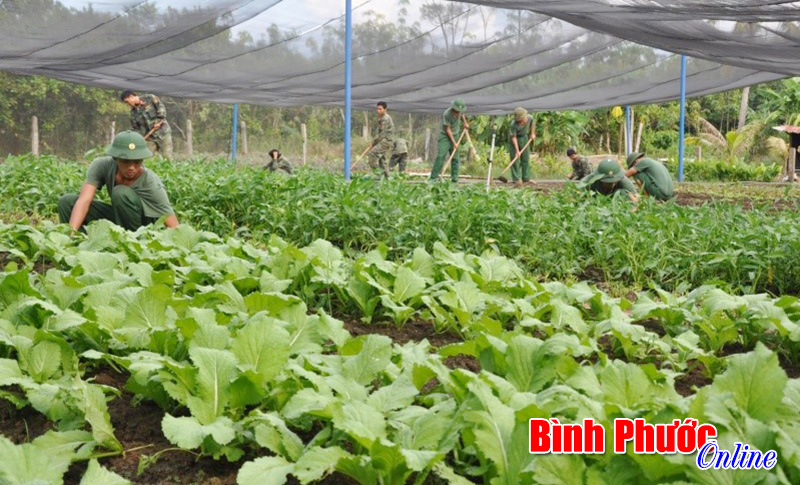 Bình Phước phấn đấu trên 90% sản phẩm rau được quản lý an toàn