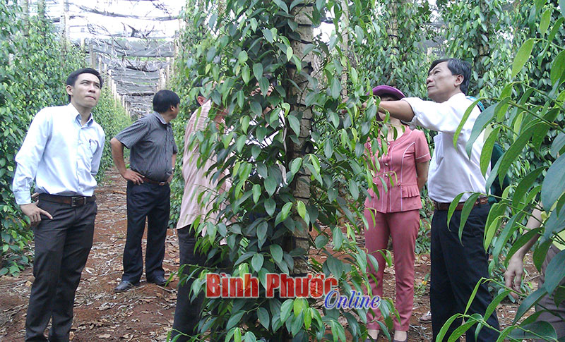 Lãnh đạo Hội Nông dân tỉnh tham quan mô hình trồng tiêu của nông dân xã Thuận Lợi