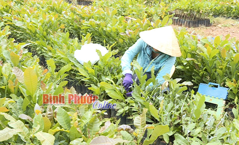Vườn ươm của ông Huỳnh Văn Hiền với nhiều loại cây giống chuẩn bị cho niên vụ mới