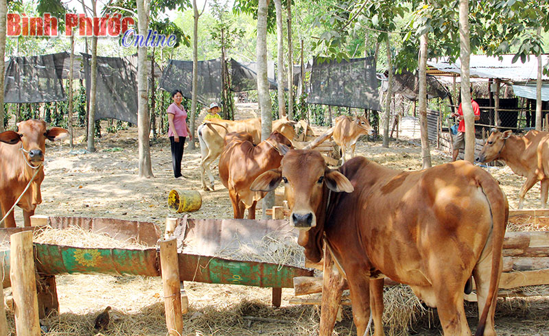 Chăn nuôi đại gia súc vẫn chỉ là tiềm năng