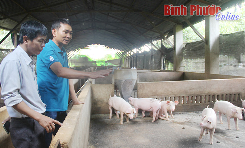 Người dân thăm trang trại nuôi heo của gia đình anh Thái
