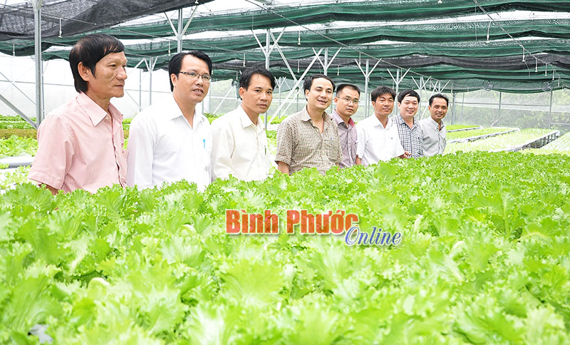 Mô hình trồng rau thủy canh của Hợp tác xã Nguyên Khang Garden ở xã Tân Thành, thị xã Đồng Xoài