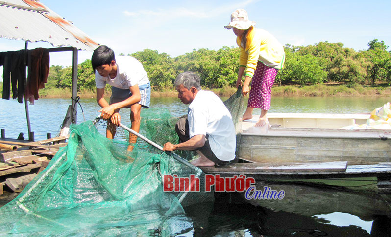 Giá cá tăng, người nuôi vui