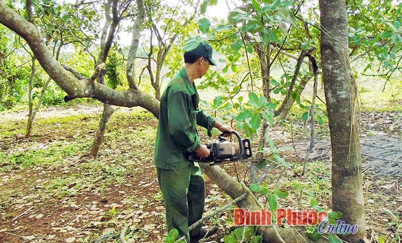 Giá điều tăng: Thêm niềm tin cho nhà vườn