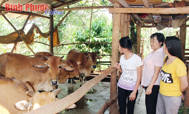 Nhờ vốn chị em giúp nhau, gia đình chị Lê Thị Thanh đang tập trung phát triển đàn bò