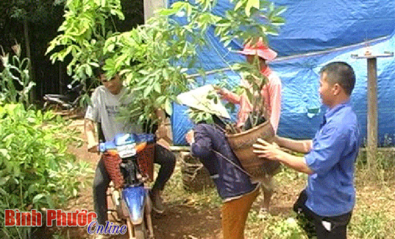 Hỗ trợ cây giống cho đồng bào DTTS ấp Thạch Màng, xã Tân Lợi