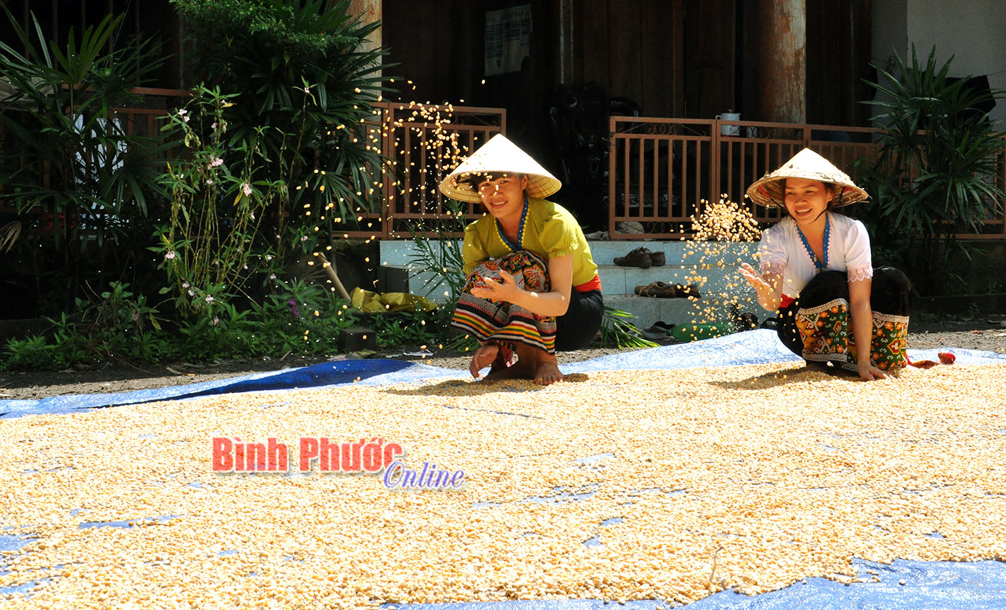 Từ c&aacute;c nguồn vốn được hỗ trợ, đồng b&agrave;o DTTS trong tỉnh đ&atilde; đầu tư &aacute;p dụng KHKT v&agrave;o sản xuất, kinh doanh 