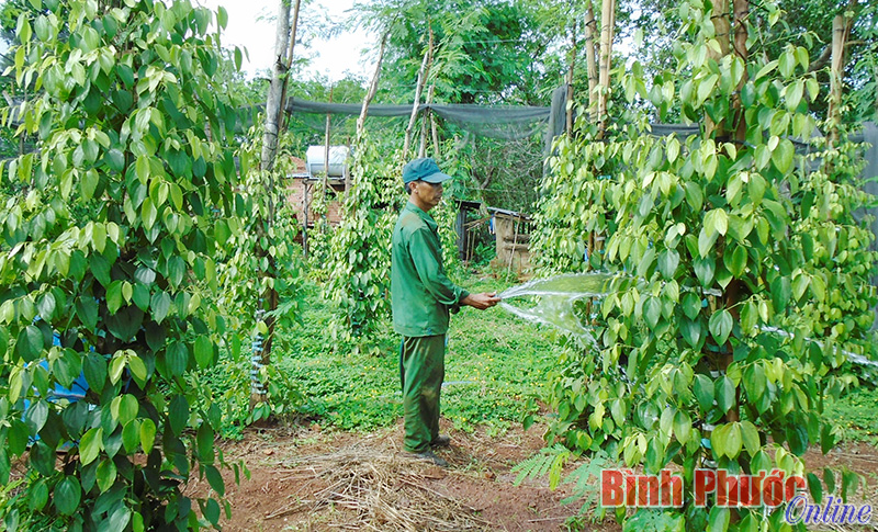 Nhờ vốn vay ưu đãi, gia đình ông Vũ Huy Hùng thoát nghèo trở thành hộ khá trên biên giới Lộc Thiện 