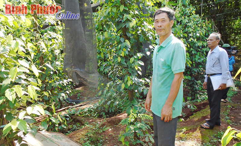 Nhờ vốn vay NHCSXH mà hàng ngàn hộ như ông Lê Anh Phiến ở ấp Tân Bình 1, xã Lộc Thành thoát khỏi tín dụng “đen” khi muốn mở rộng sản xuất