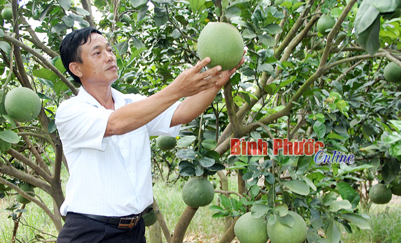 Nhà nông Lưu Chí Cường với 9 sào bưởi cho thu nhập 400 triệu đồng/năm sau khi trừ cc khoản chi phí