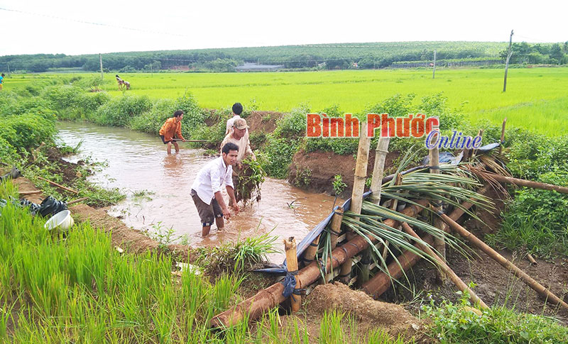 Nông dân thôn Thiện Cư tận dụng các nguyên liệu có sẵn làm đập tạm đưa nước vào ruộng lúa